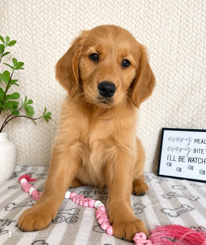 Greer – Golden Retriever puppy for sale in Greenwood, IN