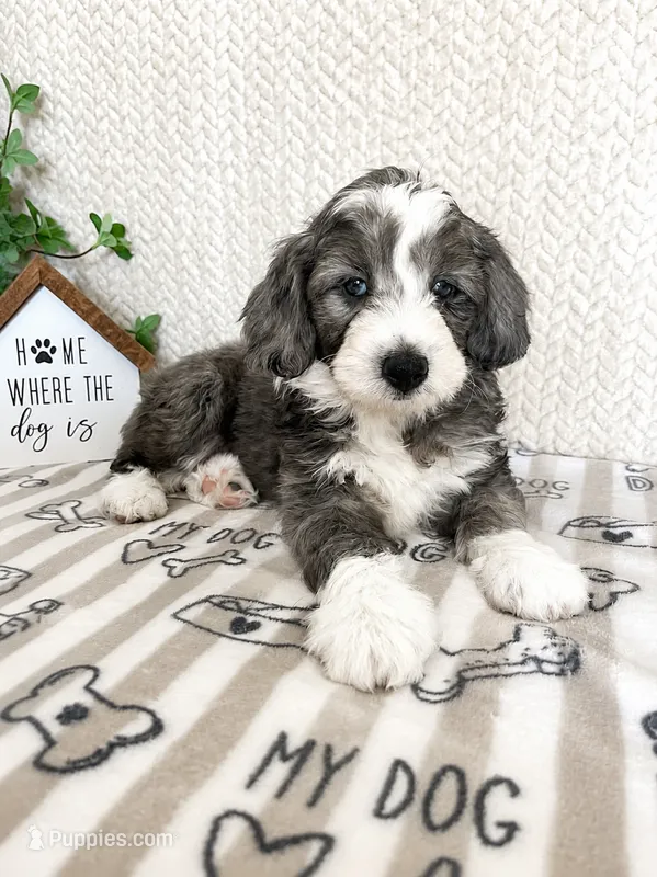 Alfie – Miniature Aussiedoodle puppy for sale in Greenwood, IN