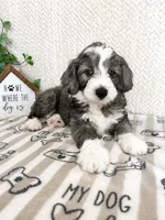 Alfie, a male Miniature Aussiedoodle for sale in Greenwood, IN – 1 of 5