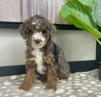 Bailey, a female Miniature Bernedoodle for sale in Greenwood, IN – 2 of 7