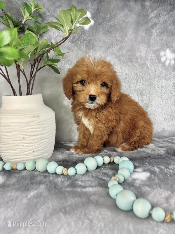 Graham – Miniature Goldendoodle puppy for sale in Greenwood, IN