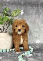 Graham, a male Miniature Goldendoodle for sale in Greenwood, IN – Photo 3 of 5