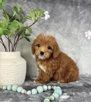 Graham, a male Miniature Goldendoodle for sale in Greenwood, IN – Photo 5 of 5
