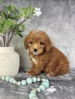 Graham, a male Miniature Goldendoodle for sale in Greenwood, IN – Photo 4 of 5