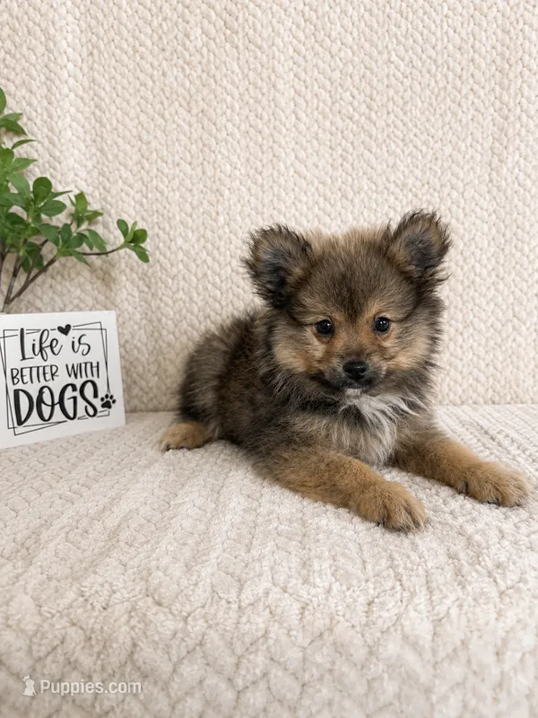 Moose – Pomeranian puppy for sale in Greenwood, IN