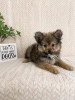 Moose, a male Pomeranian for sale in Greenwood, IN – 1 of 3