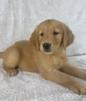 Ranger, a male Golden Retriever for sale in Greenwood, IN – 2 of 5