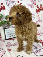 Marley, a male Miniature Goldendoodle for sale in Greenwood, IN – Photo 7 of 7