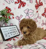 Marley, a male Miniature Goldendoodle for sale in Greenwood, IN – Photo 2 of 7