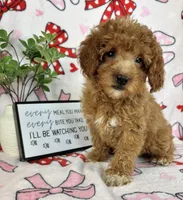 Marley, a male Miniature Goldendoodle for sale in Greenwood, IN – Photo 1 of 7