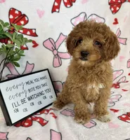 Marley, a male Miniature Goldendoodle for sale in Greenwood, IN – Photo 6 of 7