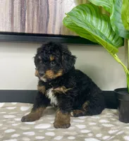 Basil, a female Miniature Bernedoodle for sale in Greenwood, IN – 4 of 6