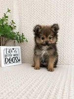 Moose, a male Pomeranian for sale in Greenwood, IN – 3 of 3