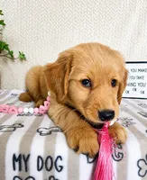 Gemma, a female Golden Retriever for sale in Greenwood, IN – 2 of 3