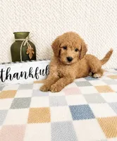 Briar, a female Miniature Goldendoodle for sale in Greenwood, IN – 4 of 5
