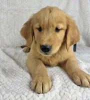 Ripley, a male Golden Retriever for sale in Greenwood, IN – 2 of 5