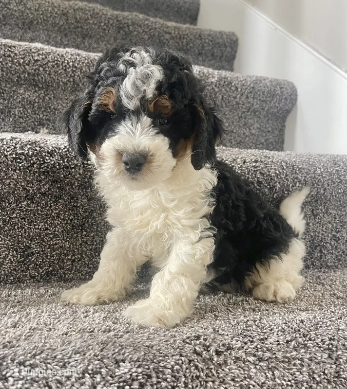 Baylor – Miniature Bernedoodle puppy for sale in Greenwood, IN