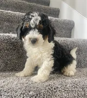 Baylor, a male Miniature Bernedoodle for sale in Greenwood, IN – 1 of 5