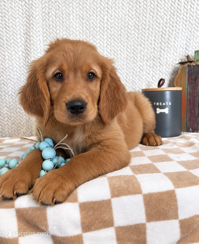 Finley – Golden Retriever puppy for sale in Franklin, IN