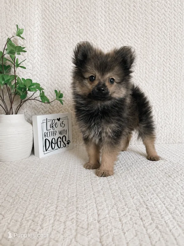 Bear – Pomeranian puppy for sale in Greenwood, IN