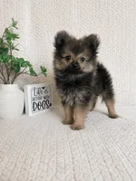 Bear, a male Pomeranian for sale in Greenwood, IN – 1 of 3