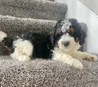 Baylor, a male Miniature Bernedoodle for sale in Greenwood, IN – 3 of 5