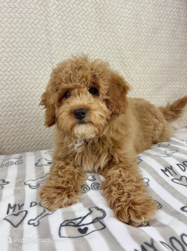Milo – Miniature Goldendoodle puppy for sale in Greenwood, IN