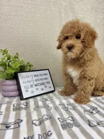 Milo, a male Miniature Goldendoodle for sale in Greenwood, IN – Photo 6 of 6