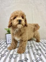 Milo, a male Miniature Goldendoodle for sale in Greenwood, IN – Photo 5 of 6