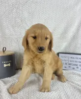 Ruby, a female Golden Retriever for sale in Greenwood, IN – 1 of 6