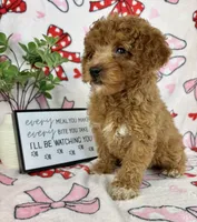 Marley, a male Miniature Goldendoodle for sale in Greenwood, IN – Photo 5 of 6