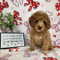 Marley, a male Miniature Goldendoodle for sale in Greenwood, IN – Photo 3 of 6