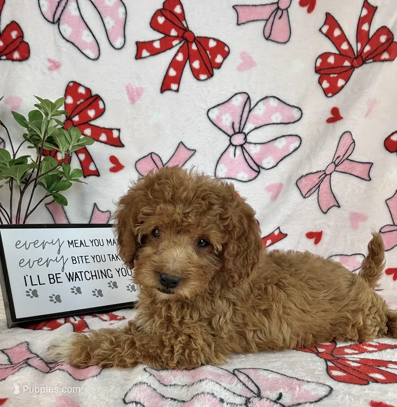 Marley, a male Miniature Goldendoodle for sale in Greenwood, IN – Photo 1 of 6