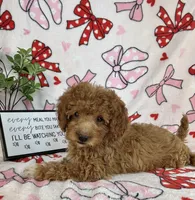 Marley, a male Miniature Goldendoodle for sale in Greenwood, IN – Photo 1 of 6