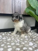 Bonnie, a female Miniature Bernedoodle for sale in Greenwood, IN – 4 of 7