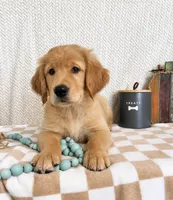 Stanley, a male Golden Retriever for sale in Franklin, IN – 1 of 5