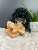 Bambi , a female Miniature Bernedoodle for sale in Greenwood, IN – 4 of 5
