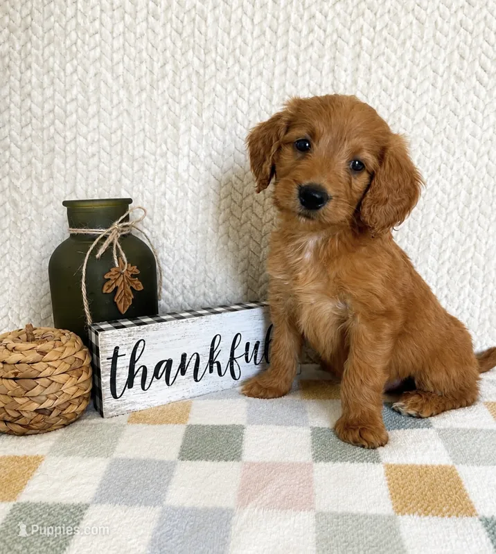 Briggs – Miniature Goldendoodle puppy for sale in Greenwood, IN