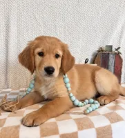 Stanley, a male Golden Retriever for sale in Franklin, IN – 2 of 5