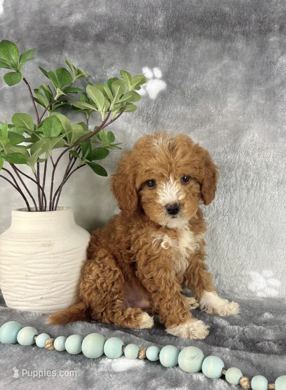 Grady – Miniature Goldendoodle puppy for sale in Greenwood, IN