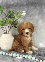 Grady, a male Miniature Goldendoodle for sale in Greenwood, IN – Photo 1 of 7