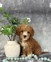 Grady, a male Miniature Goldendoodle for sale in Greenwood, IN – Photo 7 of 7