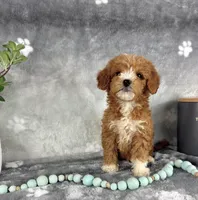 Grady, a male Miniature Goldendoodle for sale in Greenwood, IN – Photo 6 of 7