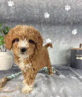 Grady, a male Miniature Goldendoodle for sale in Greenwood, IN – Photo 2 of 7