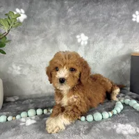 Grady, a male Miniature Goldendoodle for sale in Greenwood, IN – Photo 4 of 7
