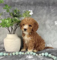 Grady, a male Miniature Goldendoodle for sale in Greenwood, IN – Photo 5 of 7