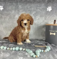 Grady, a male Miniature Goldendoodle for sale in Greenwood, IN – Photo 3 of 7