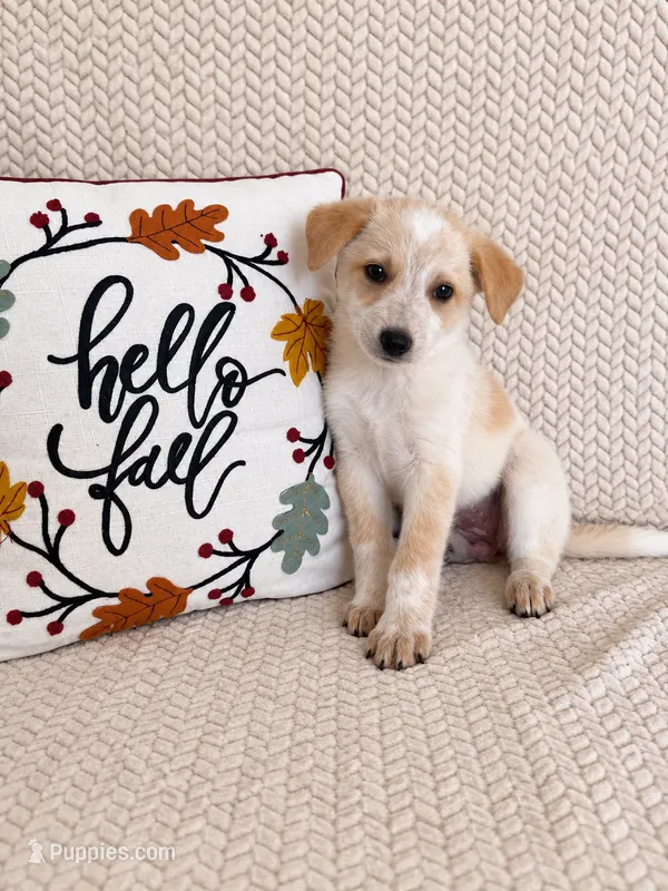 Hattie – Australian Cattle Dog puppy for sale in Indianapolis, IN
