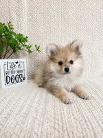 Teddy, a male Pomeranian for sale in Greenwood, IN – 2 of 3