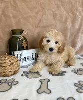 Biscuit, a male Miniature Goldendoodle for sale in Greenwood, IN – 2 of 4